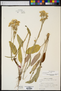 Packera tomentosa image