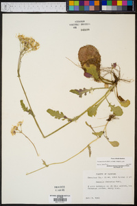 Packera obovata image