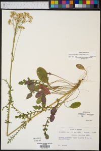 Packera obovata image