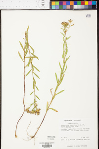 Sericocarpus linifolius image