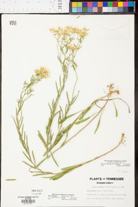 Sericocarpus linifolius image