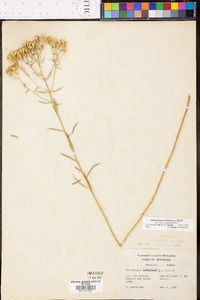 Sericocarpus linifolius image