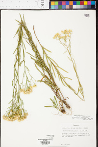 Sericocarpus linifolius image