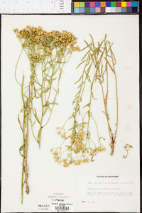 Sericocarpus linifolius image