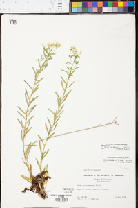 Sericocarpus linifolius image