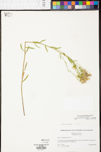 Sericocarpus linifolius image