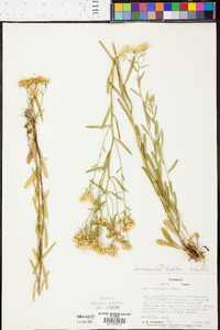 Sericocarpus linifolius image