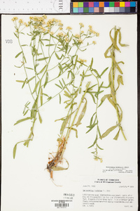 Sericocarpus linifolius image