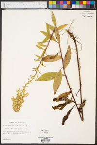 Solidago speciosa image