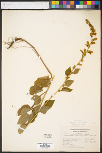 Solidago sphacelata image