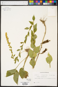 Solidago sphacelata image