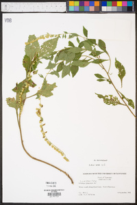 Solidago sphacelata image