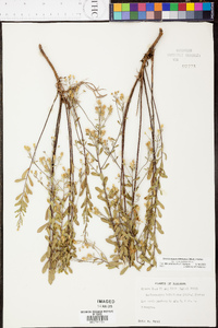 Sericocarpus tortifolius image