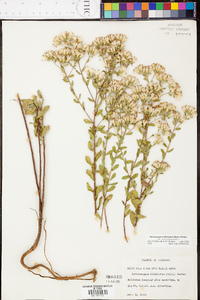 Sericocarpus tortifolius image