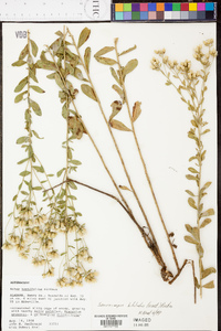 Sericocarpus tortifolius image