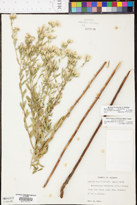 Sericocarpus tortifolius image