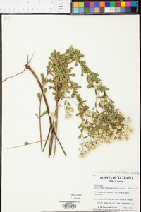 Sericocarpus tortifolius image