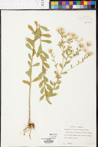 Sericocarpus tortifolius image