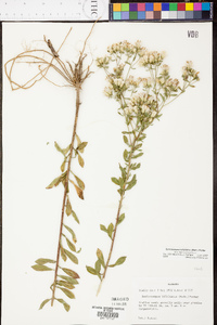 Sericocarpus tortifolius image