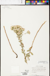 Sericocarpus tortifolius image