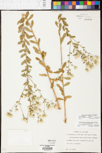 Sericocarpus tortifolius image