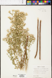 Sericocarpus tortifolius image