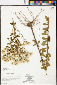 Sericocarpus tortifolius image