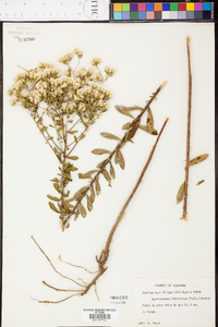 Sericocarpus tortifolius image