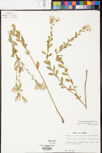 Sericocarpus tortifolius image