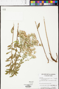 Sericocarpus tortifolius image