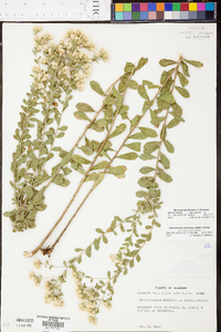 Sericocarpus tortifolius image