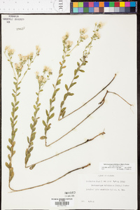 Sericocarpus tortifolius image
