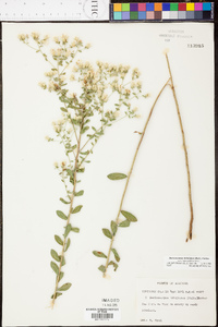 Sericocarpus tortifolius image