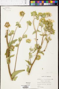 Silphium mohrii image