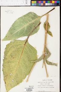 Silphium mohrii image