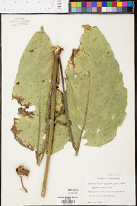 Silphium mohrii image