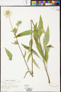 Silphium mohrii image