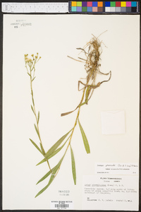 Solidago ptarmicoides image