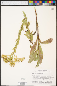 Solidago rigida image