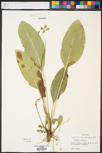 Solidago rigida image