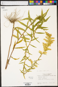 Solidago odora var. odora image