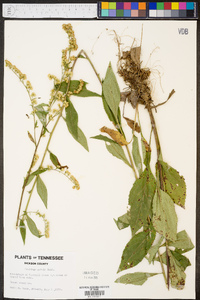 Solidago patula image