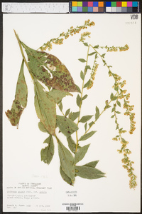 Solidago patula image