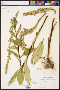 Solidago patula image