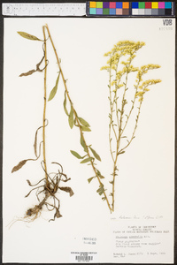 Solidago nemoralis var. haleana image