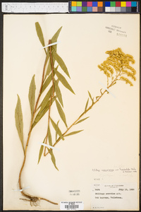 Solidago missouriensis var. fasciculata image