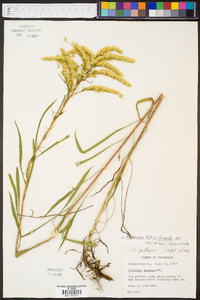 Solidago missouriensis var. fasciculata image