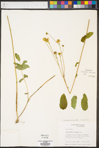 Verbesina aristata image
