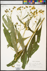 Verbesina alternifolia image