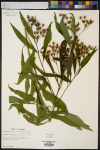 Vernonia flaccidifolia image